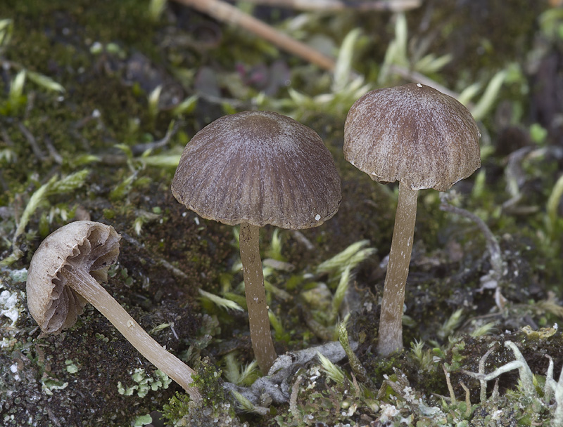 Psathyrella panaeoloides